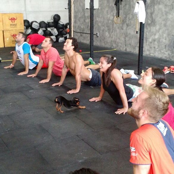 Treino Animal